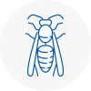 Wolverhampton Wasp Nest Removal